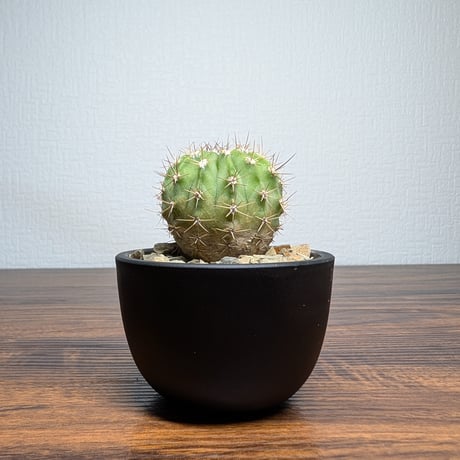アカントカリキウム スピニフロルム R8-9