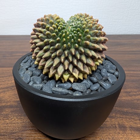 ギムノカリキウム ミハノビッチ Hyb Crist R85-31