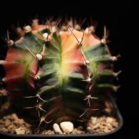 ギムノカリキウム　Mihanovichii　Hyb （7）