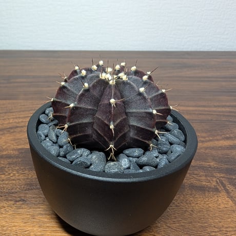 ギムノカリキウム ブラックウィドウ R86-23