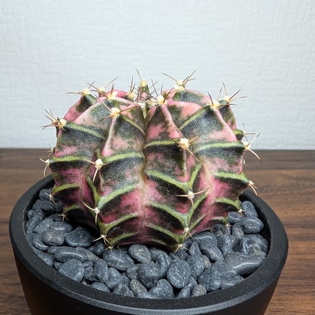 ギムノカリキウム　Mihanovichii　Hyb　（36）