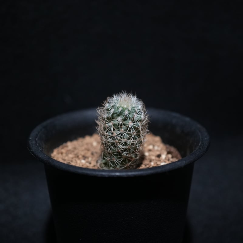 サボテン ツルビニカルプス ネリサエ | BizarrePlants Ueshin