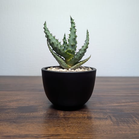CATEGORY その他多肉植物 | BizarrePlants Ueshin