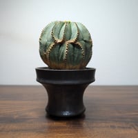 ユーフォルビア　オベサ ♀