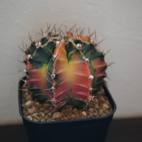 ギムノカリキウム　Mihanovichii　Hyb （7）