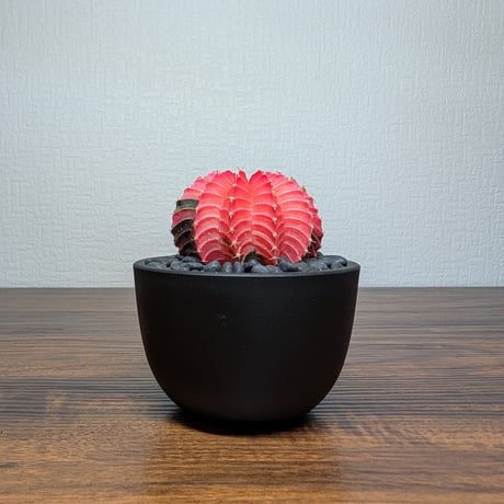 ギムノカリキウム ミハノビッチ Hyb R8-12