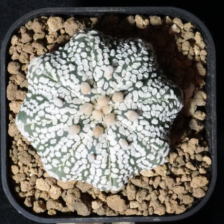 CATEGORY 白系 | BizarrePlants Ueshin