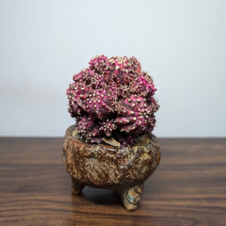 ギムノカリキウム Trex × PinkDiamond Crist R7-0501