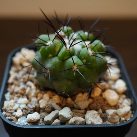 コピアポア // デュラ // ハイブリッド / 斑入り（20250803-8） コピアポア // デュラ // ハイブリッド / 斑入り（20250803-8