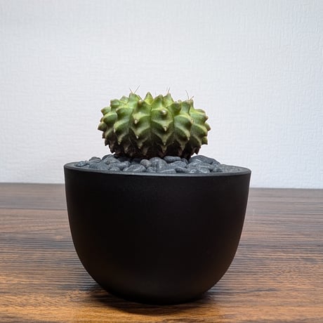 ギムノカリキウム ミハノビッチ Hyb Crist R85-30