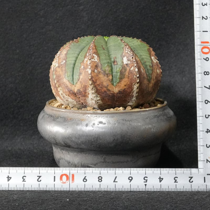 ユーフォルビア オベサ | BizarrePlants Ueshin