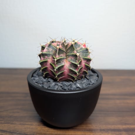 ギムノカリキウム　Mihanovichii　Hyb　（36）