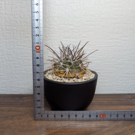 フェロカクタス Hyb  R7.NOV10