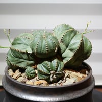 ユーフォルビア オベサ 群生 ユーフォルビア オベサ 群生株 実生 Euphorbia obesa 多肉植物