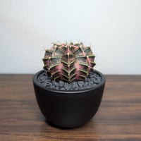 ギムノカリキウム　Mihanovichii　Hyb　（36）