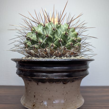 CATEGORY 鉢 | BizarrePlants Ueshin