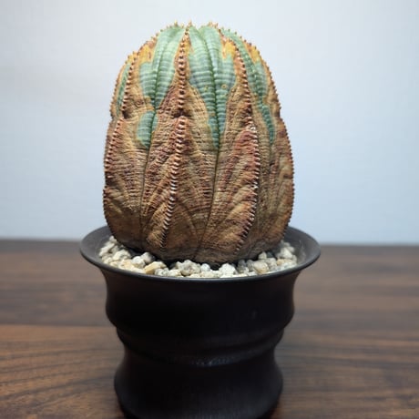 ユーフォルビア　オベサ