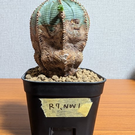 コーデックス | STORES