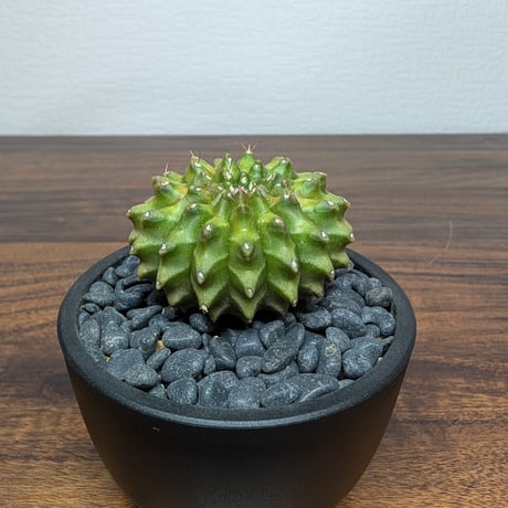 ギムノカリキウム ミハノビッチ Hyb Crist R85-30
