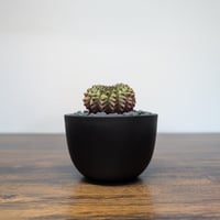 ギムノカリキウム ミハノビッチ Hyb Crist R85-29