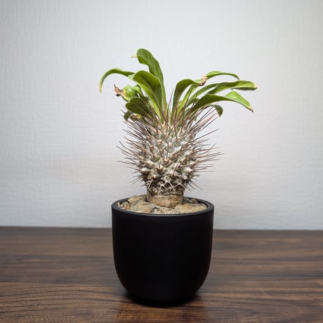 パキポディウムグラキリス | STORES