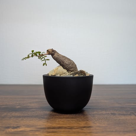 塊根植物　オペルクリカリア　デカリー　N/OH 鉢付き オペルクリカリアデカリー | STORES