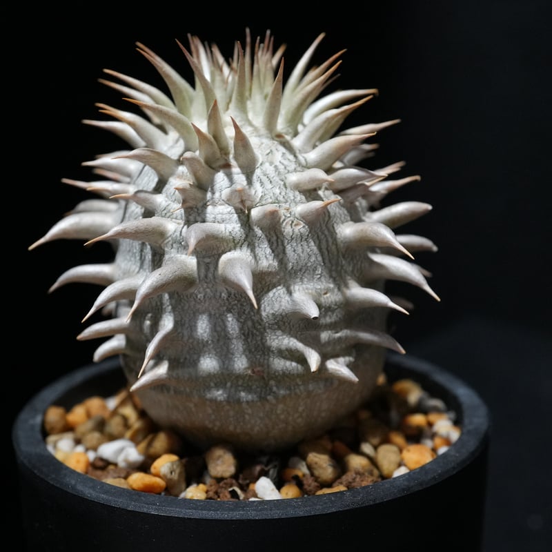 パキポディウム　レウコキサンツム パキポディウム レウコキサンツム Pachypodium leucoxanthum