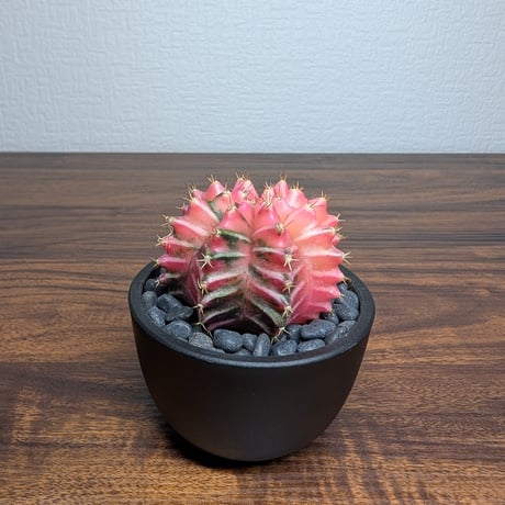 ギムノカリキウム ミハノビッチ R8-13