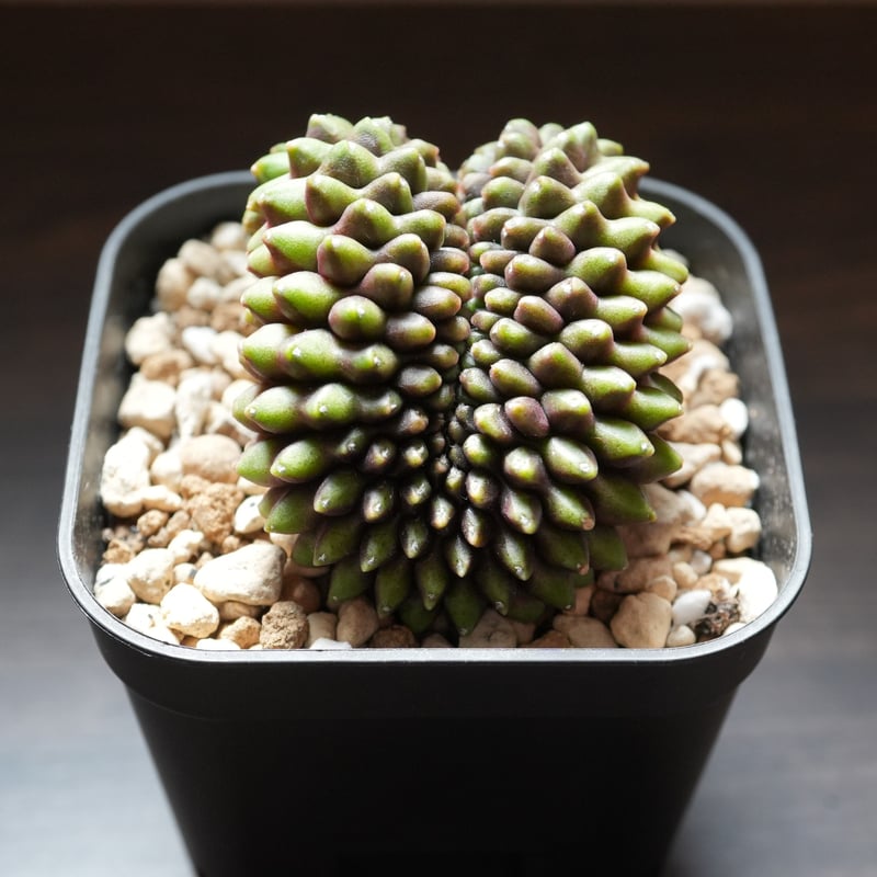 ギムノカリキウム Mihanovichii Crist （42） | BizarrePlant