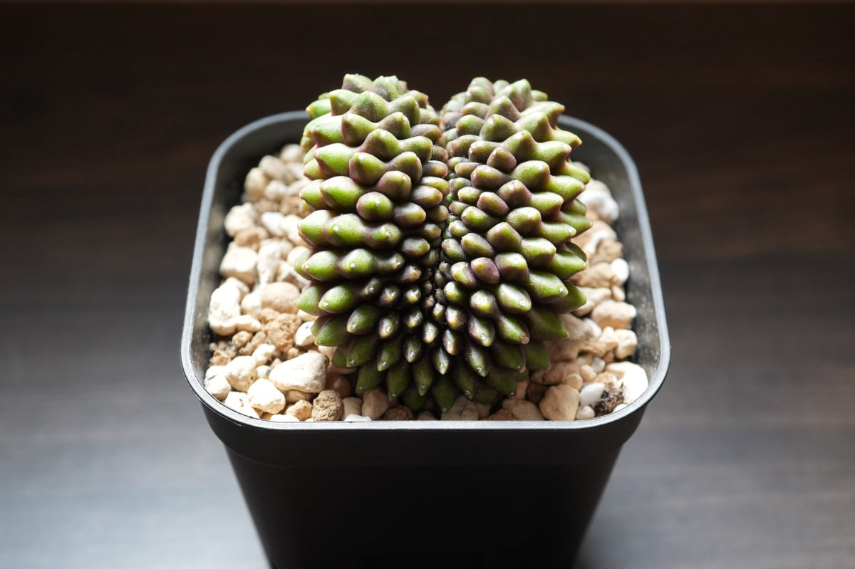 ギムノカリキウム Mihanovichii Crist （42） | BizarrePlant