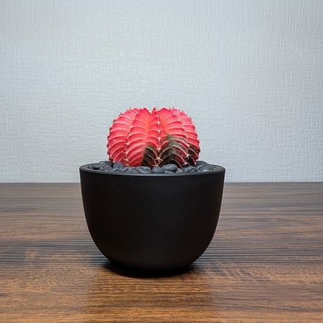 ギムノカリキウム ミハノビッチ Hyb R8-12