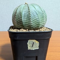 ユーフォルビア オベサ 綴化 | BizarrePlants Ueshin