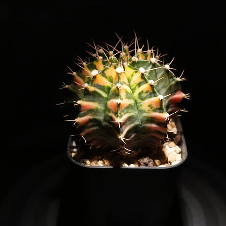 ギムノカリキウム Mihanovichii　Hyb (27)