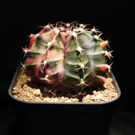 ギムノカリキウム Mihanovichii　Hyb　（14）