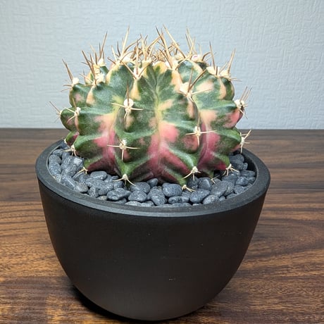 ギムノカリキウム Mihanovichii　Hyb　（30）