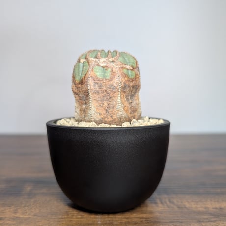 ユーフォルビアオベサ | STORES