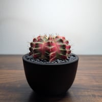 ギムノカリキウム Mihanovichii　Hyb　（38）