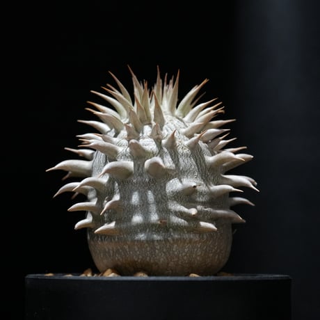 レウコキサンツム | STORES