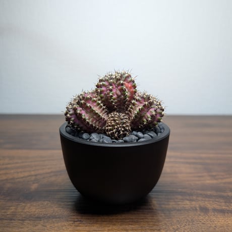 CATEGORY 緑系 | BizarrePlants Ueshin
