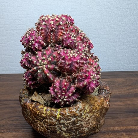 ギムノカリキウム Trex × PinkDiamond Crist R7-0501