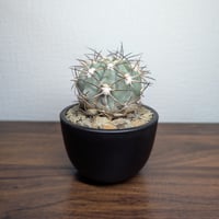 アカントカリキウム グラウカム R8-2