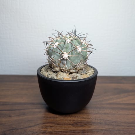 コピアポア | STORES