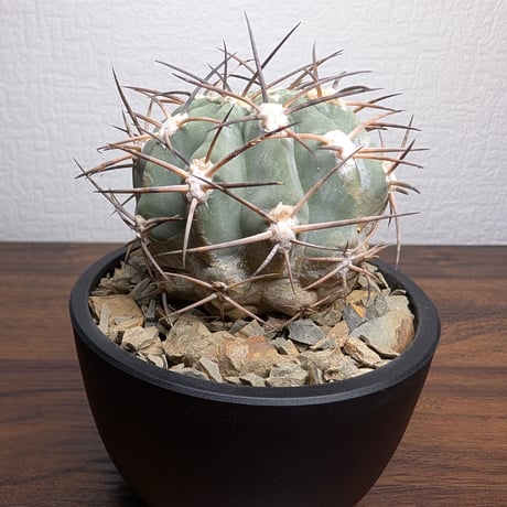 アカントカリキウム グラウカム R8-2