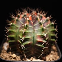 ギムノカリキウム　Mihanovichii　Hyb （18）