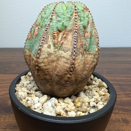 ユーフォルビア オベサ R85-41