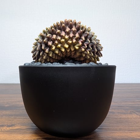 ギムノカリキウム ミハノビッチ Hyb Crist R85-31