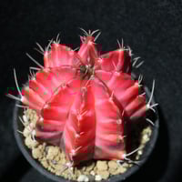 激レア)エリオシケ　パウシコスタータス CH2904 3苗セット 激レア)エリオシケ パウシコスタータス CH2904 3苗セット 激レア