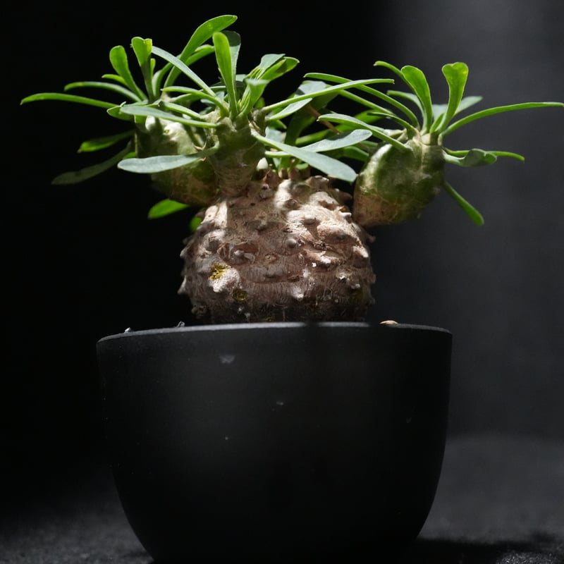 ユーフォルビア 峨眉山（ガビザン） | BizarrePlants Ueshin