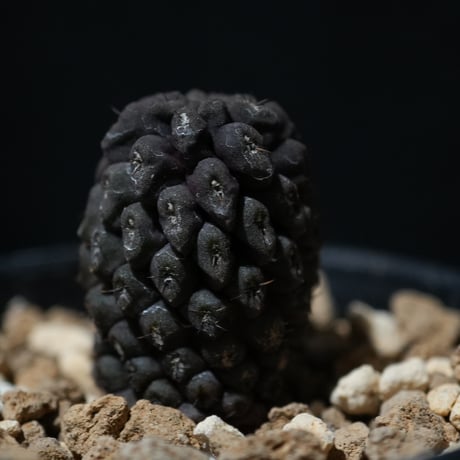 CATEGORY エリオシケ | BizarrePlants Ueshin