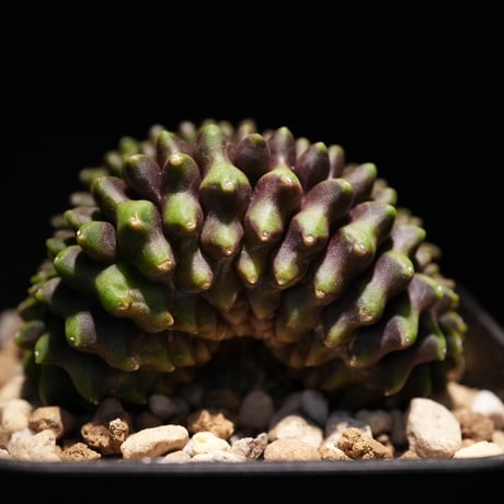 ギムノカリキウム　Mihanovichii　Crist　（42）